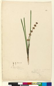 Pagina 62. Xerotes lomandra multiflora da John William Lewin