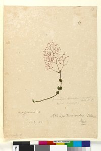 Pagina 69. Gonocarpus teucrioides da John William Lewin