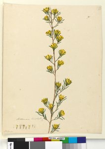Pagina 71. Pultenaea linophylla da John William Lewin