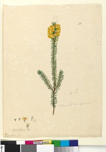 Pagina 73. Dillwynia rubis?, c.1803-06 da John William Lewin