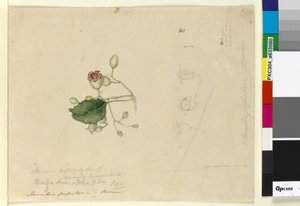 Pagina 80. Sterculia diversifolia
