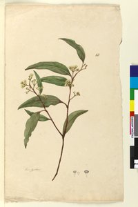 Pagina 83. Eucalyptus da John William Lewin