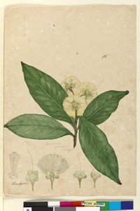 Pagina 85. Angophora intermedia da John William Lewin