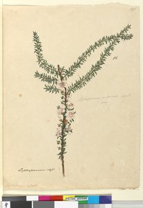 Pagina 86. Leptospermum scoparium da John William Lewin