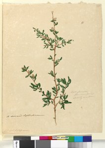 Pagina 88. Leptospermum flavescens da John William Lewin