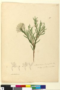 Pagina 92. Melaleuca linariifolia da John William Lewin