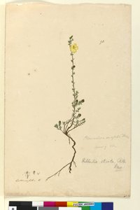 Pagina 93. Hibbertia stricta da John William Lewin