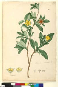 Pagina 94. Hibbertia volubilis sin. Hibbertia scandens da John William Lewin