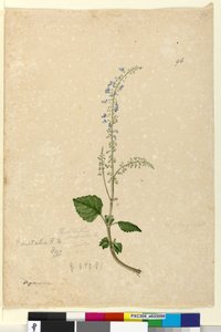 Pagina 96. Plectranthus australis da John William Lewin