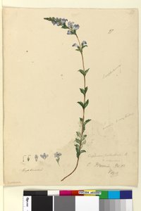 Pagina 97. Euphrasia paludosa da John William Lewin