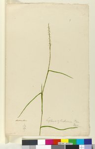 Pagina 9. Lepturus cylindricus, c.1803-06 da John William Lewin
