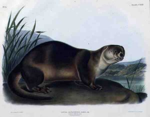 Lutra Canadensis o Lataxina Mollis (Lontra del Canada), tavola 122 da 