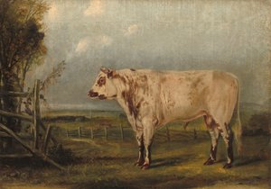 Un giovane toro, c. 1849