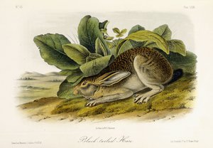 Lepre dalla coda nera, c.1849-1854 da John Woodhouse Audubon