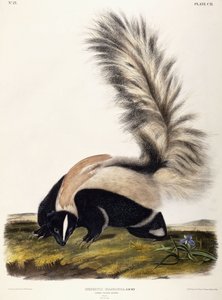 Moffetta dalla coda grande, 1846 da John Woodhouse Audubon