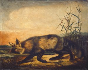 Volpe rossa dalla lunga coda da John Woodhouse Audubon
