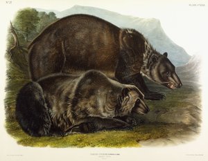 Orso grizzly maschio da John Woodhouse Audubon