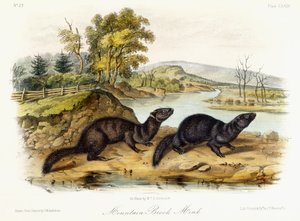 Visone di torrente montano, c.1849-1854 da John Woodhouse Audubon