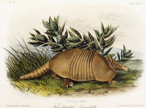 Armadillo a nove fasce