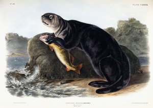Lontra marina, giovane maschio da John Woodhouse Audubon