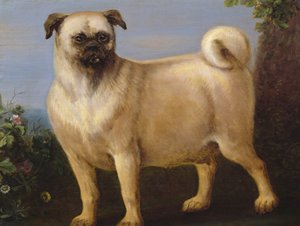 Un carlino in un paesaggio