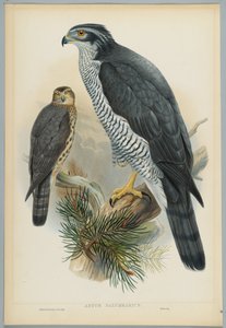 Astur Palumbarius - Astore, disegnato da J. Wolf, inciso da H. C. Richter da John after Gould