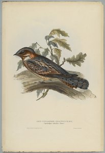 Caprimulgus Ruficollis da John after Gould