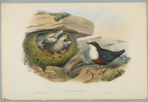 Cinclus Aquaticus - Merlo acquaiolo, inciso da H. C. Richter da John after Gould