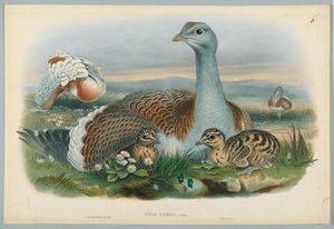 Otis Torda - Grande Otarda, disegnato da J. Wolf, inciso da H. C. Richter