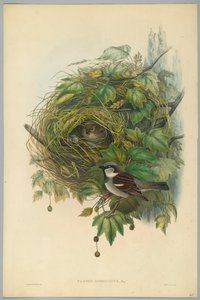 Passer Domesticus - Passero comune, inciso da H. C. Richter da John after Gould