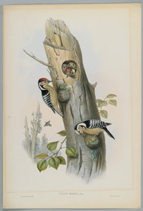 Picus Minor - Picchio rosso minore, inciso da H. C. Richter da John after Gould
