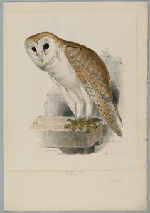 Strix Flammea - Barbagianni da John after Gould