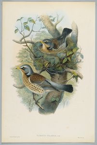 Turdus Pilarus - Tordo sassello, inciso da H. C. Richter