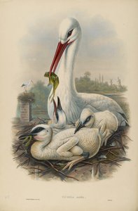 Immagine sconosciuta da John after Gould