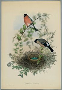 Immagine sconosciuta da John after Gould