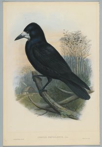 Immagine sconosciuta da John after Gould