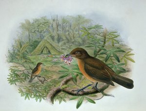 Amblyornis Inornatus, Vogelkop Gardener Bowerbird da John and Hart, William Gould