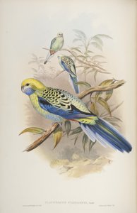 Platycerus cyanogenus, da Gli uccelli dell