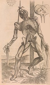 De humani corporis fabrica sulla struttura del corpo umano