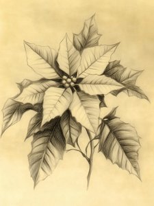 Elegante disegno di una stella di Natale da Jolly and Dash