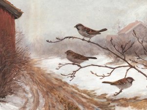 Passeri delle stalle in inverno da Jolly and Dash