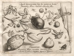 Archetipi e studi: Cosa può emergere in accordo con una promessa così cavernosa, 1592 da Joris Hoefnagel