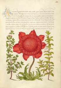 Timo Basilico, Anemone Papavero e Mirto da Joris Hoefnagel