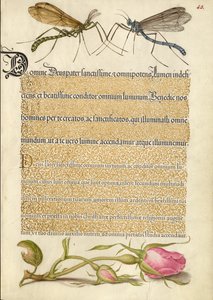 Mosca della gru crestata, insetto e rosa francese da Joris Hoefnagel