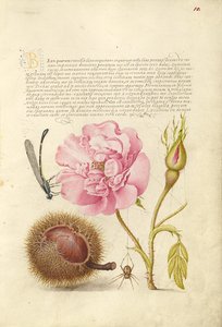 Damselfly, French Rose, Spanish Chestnut e Spider