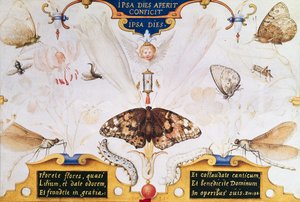 Dittico con fiori e insetti, 1591 da Joris Hoefnagel
