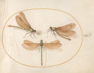 Libellula, c.1575-80