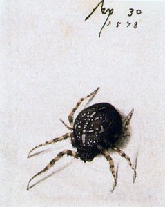 Ragno femmina, 1578 da Joris Hoefnagel