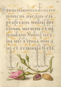 Rosa francese e pistacchio da Joris Hoefnagel