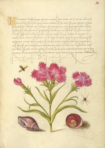 Insetto, Guglielmo, Ragno, Mollusco marino e Occhio di Santa Lucia